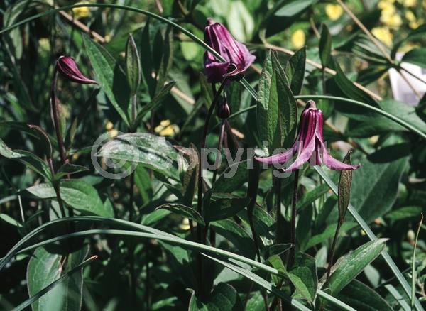 Blue blooms; Deciduous; Broadleaf