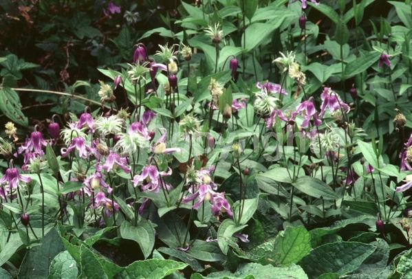 Blue blooms; Deciduous; Broadleaf