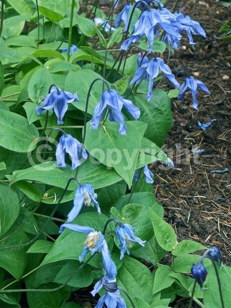Blue blooms; Deciduous; Broadleaf
