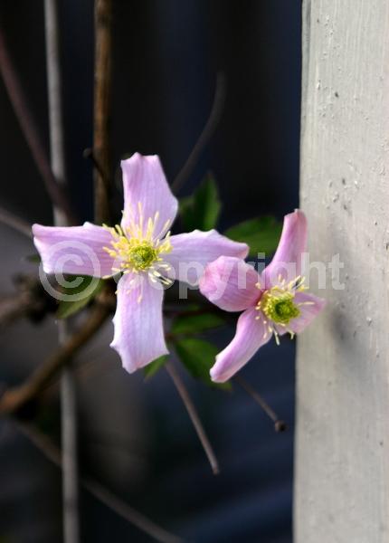 Red blooms; Pink blooms