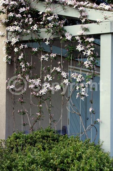 Red blooms; Pink blooms