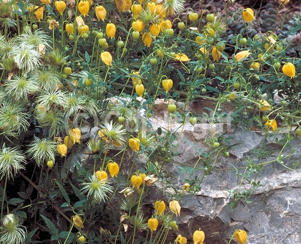 Yellow blooms; Deciduous; Broadleaf