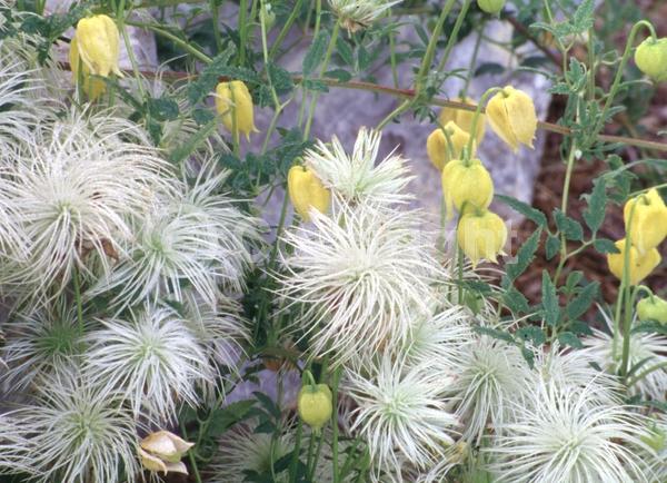 Yellow blooms; Deciduous; Broadleaf