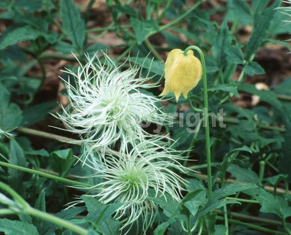Yellow blooms; Deciduous; Broadleaf