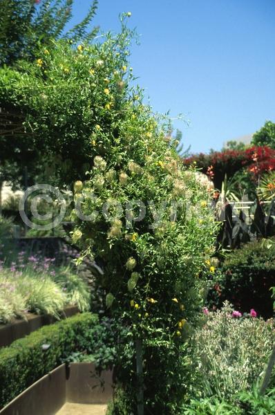 Yellow blooms; Deciduous; Broadleaf