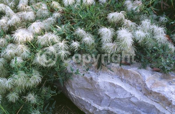 Yellow blooms; Deciduous; Broadleaf