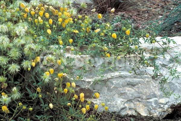 Yellow blooms; Deciduous; Broadleaf