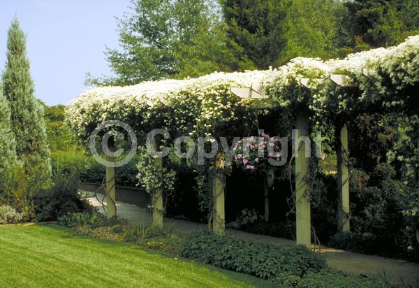 White blooms; Evergreen; Deciduous