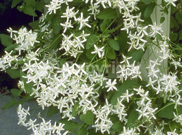 White blooms; Evergreen; Deciduous