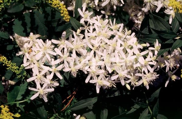 White blooms; Evergreen; Deciduous