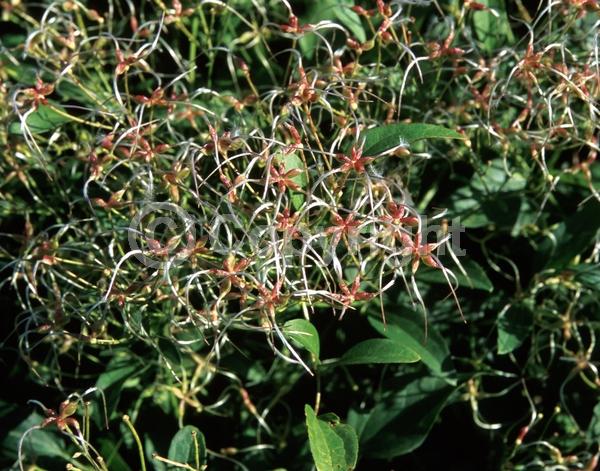 White blooms; Evergreen; Deciduous