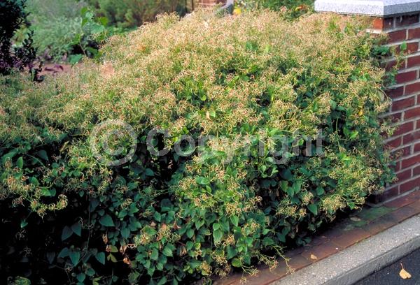 White blooms; Evergreen; Deciduous