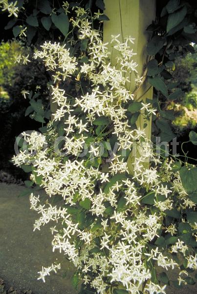 White blooms; Evergreen; Deciduous