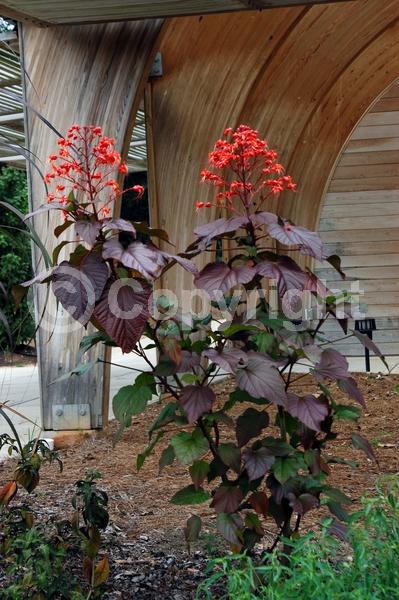 Red blooms; Evergreen; Broadleaf