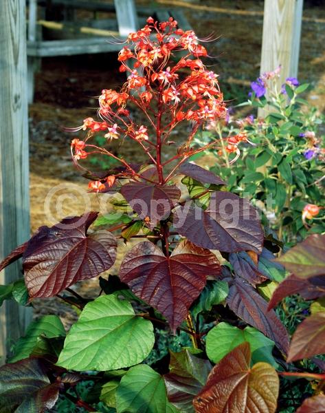 Red blooms; Evergreen; Broadleaf