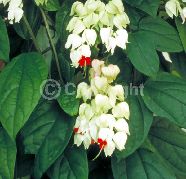White blooms; Evergreen; Needles or needle-like leaf