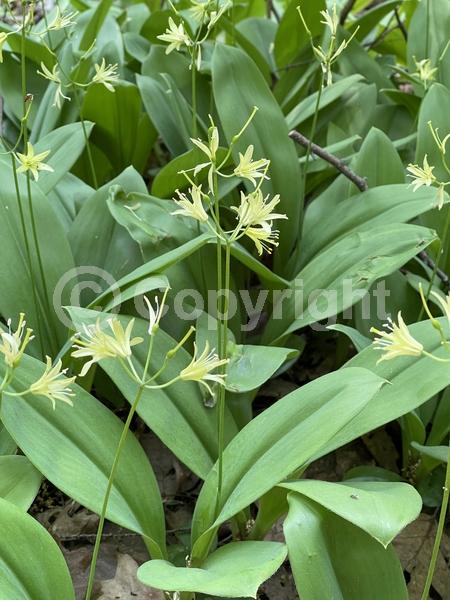 Yellow blooms; Green blooms; North American Native