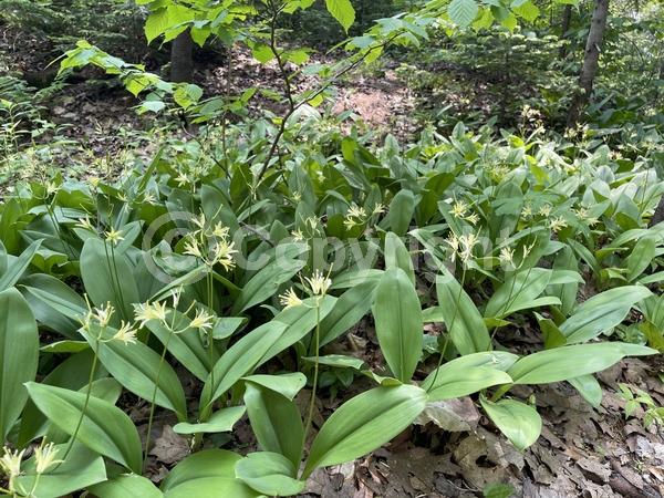 Yellow blooms; Green blooms; North American Native