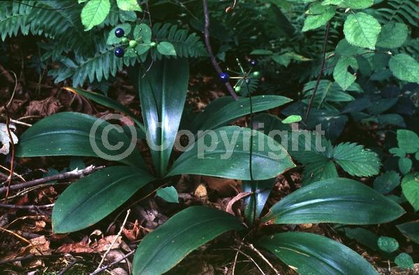 White blooms; North American Native