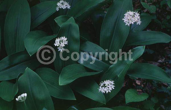 White blooms; North American Native