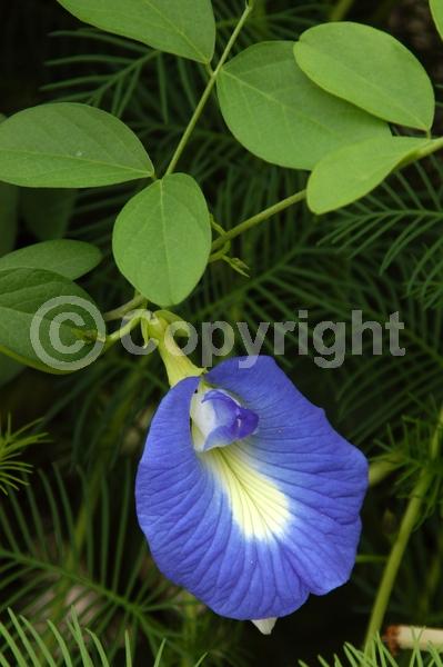 Purple blooms; Evergreen