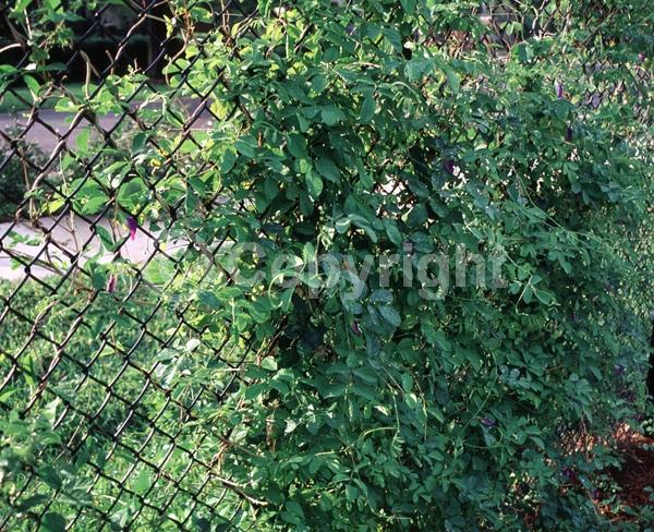 Purple blooms; Evergreen