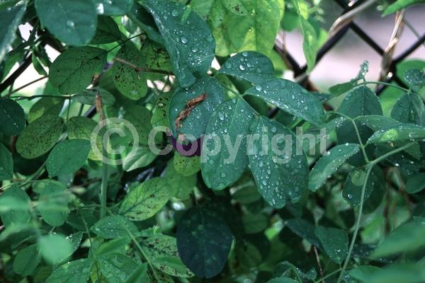 Purple blooms; Evergreen