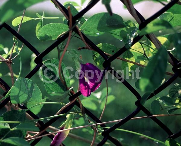 Purple blooms; Evergreen