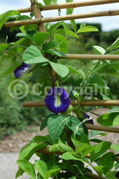 Purple blooms; Evergreen