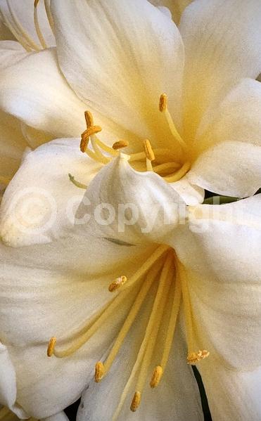 Orange blooms; Evergreen; Needles or needle-like leaf