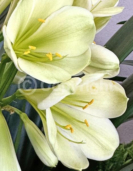 Orange blooms; Evergreen; Needles or needle-like leaf