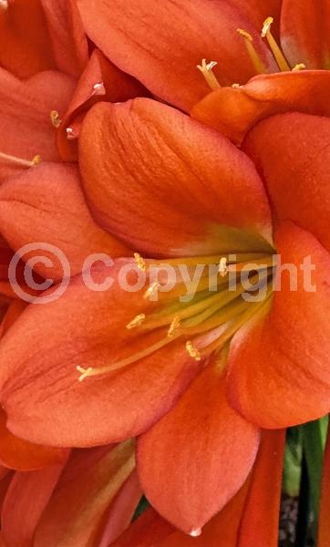 Orange blooms; Evergreen; Needles or needle-like leaf