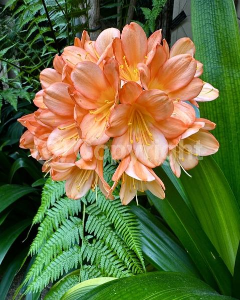Orange blooms; Evergreen; Needles or needle-like leaf