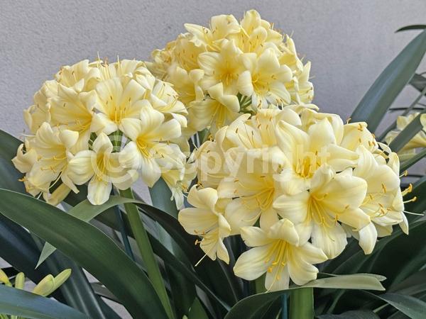 Orange blooms; Evergreen; Needles or needle-like leaf