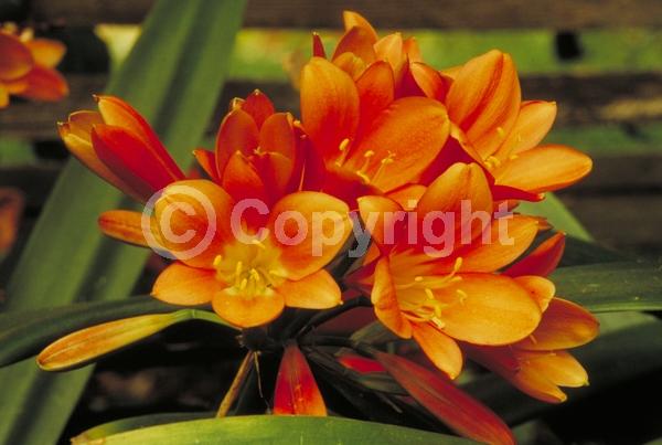 Orange blooms; Evergreen; Needles or needle-like leaf