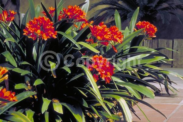 Orange blooms; Evergreen; Needles or needle-like leaf