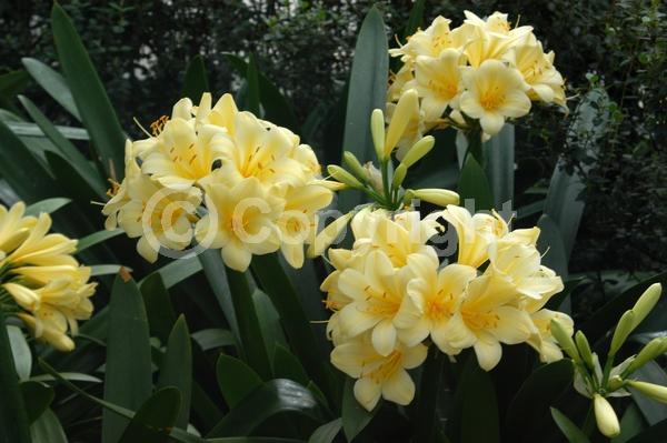 Yellow blooms