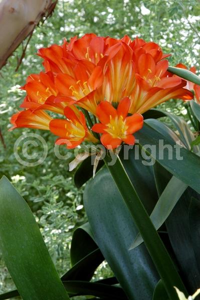 Orange blooms; Evergreen; Needles or needle-like leaf