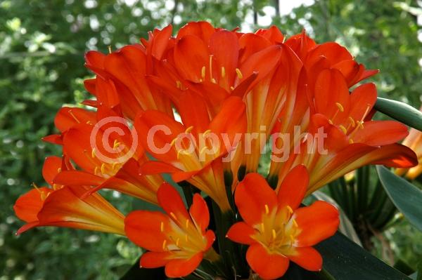 Orange blooms; Evergreen; Needles or needle-like leaf