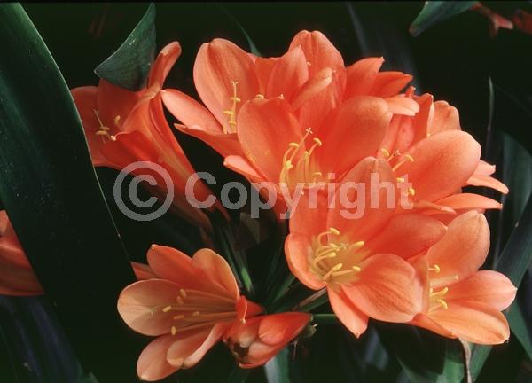 Orange blooms; Evergreen; Needles or needle-like leaf