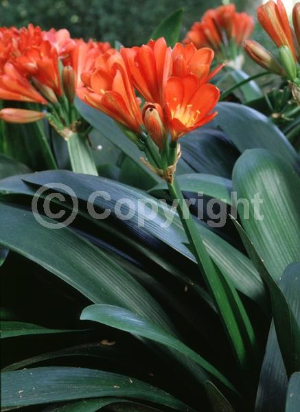 Orange blooms; Evergreen; Needles or needle-like leaf