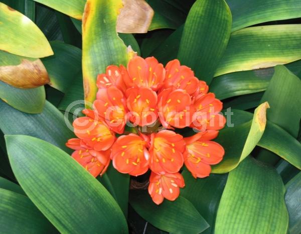 Orange blooms; Evergreen; Needles or needle-like leaf