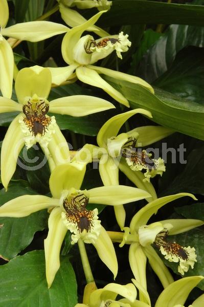 Green blooms; Black blooms; Evergreen; Broadleaf