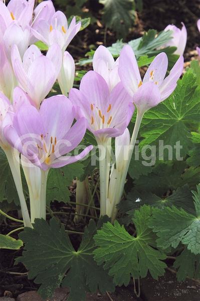 White blooms; Pink blooms; Lavender blooms; Deciduous