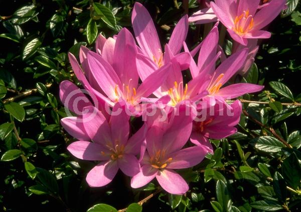 White blooms; Pink blooms; Lavender blooms; Deciduous