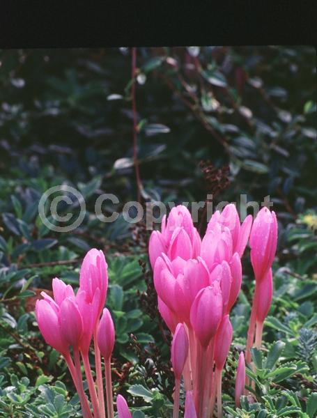 White blooms; Pink blooms; Lavender blooms; Deciduous