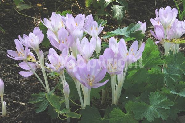 White blooms; Pink blooms; Lavender blooms; Deciduous