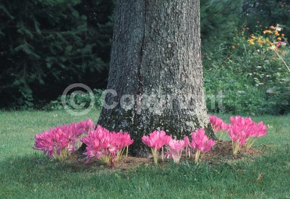 Pink blooms; Lavender blooms; Deciduous