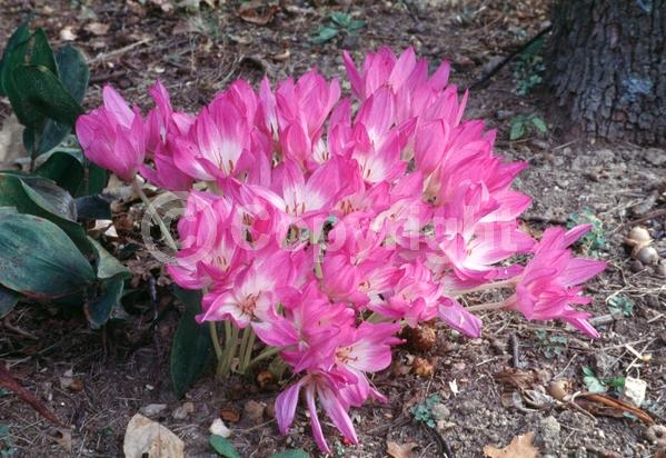 Pink blooms; Lavender blooms; Deciduous