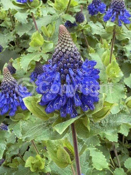 Blue blooms; Purple blooms; Evergreen